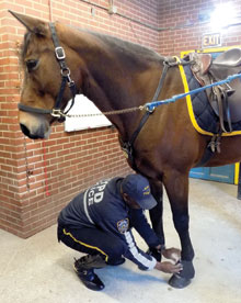 Ghee puts boots on his horse Chief.