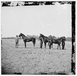 Grant's_horses