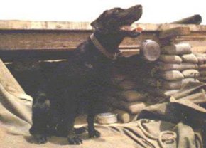 Sam, a black Labrador retriever purchased from the British military and used by several Combat Tracker Teams within the 1st Cavalry Division (Airmobile) during the Vietnam War, sits outside of his bunker awaiting his next mission at Landing Zone Two Bits in Bong Son, Vietnam, 1967. Combat Tracker Teams were small, highly-trained units usually consisting of five men and a Labrador retriever. Their purpose was to re-establish contact with the enemy and locate lost or missing friendly personnel. The methods used in completing these missions were visual and Canine Tactical Tracking. (Courtesy photo)