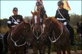 Troop Horse Jackpot (left) Escort for the opening of the Royal Queensland Show 2014