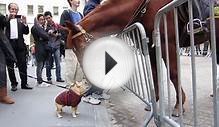 Adorable Dog (Frenchie!) Plays with NYPD Police Horse on