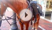 Miami Police Horse Eats On The Job