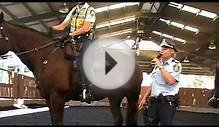 Mounted Police Equipment @ The NSW Mounted Police Open Day